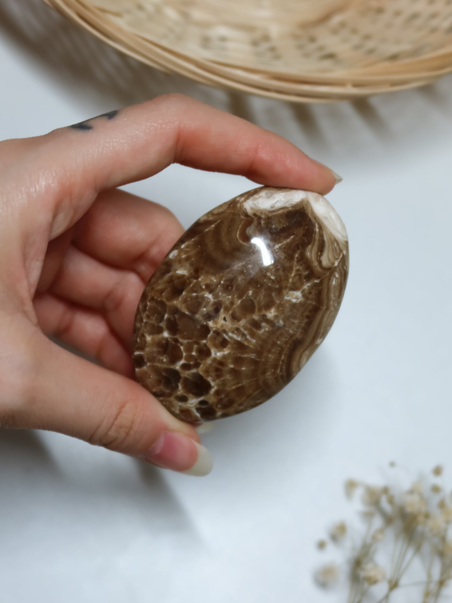 Palmstone in Calcite Cioccolato (Aragonite Marrone)