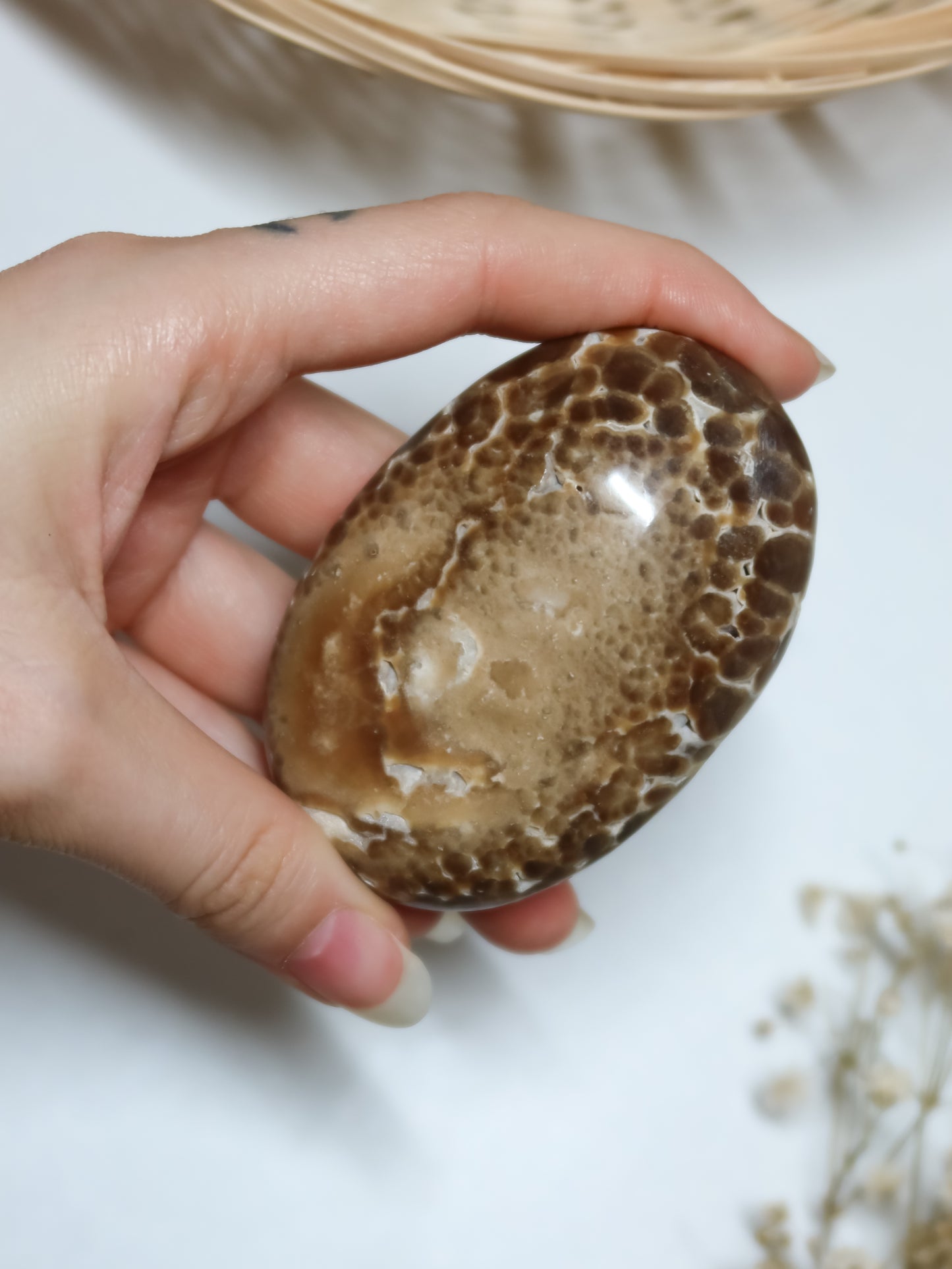 Palmstone in Calcite Cioccolato (Aragonite Marrone)