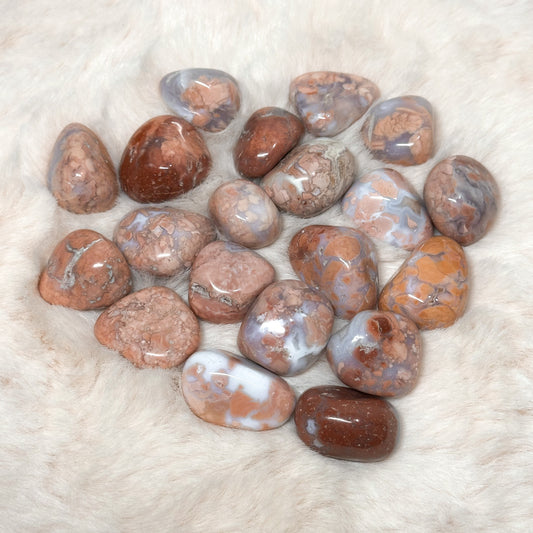 AGATA ROSA BURATTATA