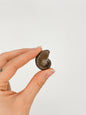 Ammonite Fossile Iridescente