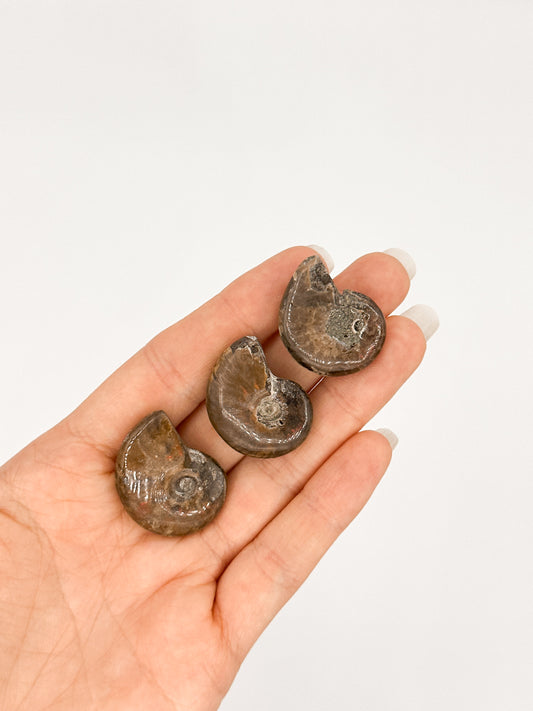 Ammonite Fossile Iridescente