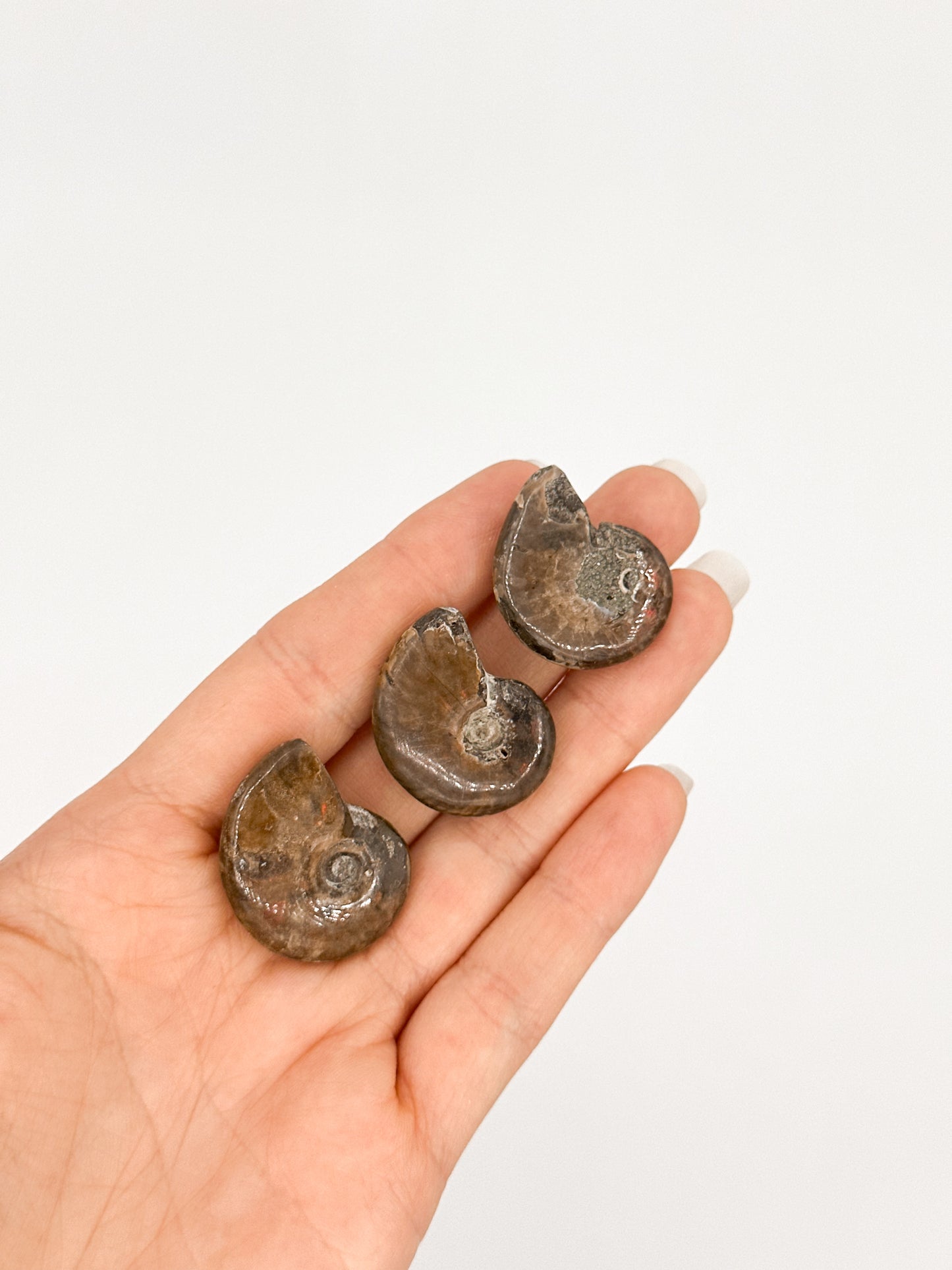 Ammonite Fossile Iridescente