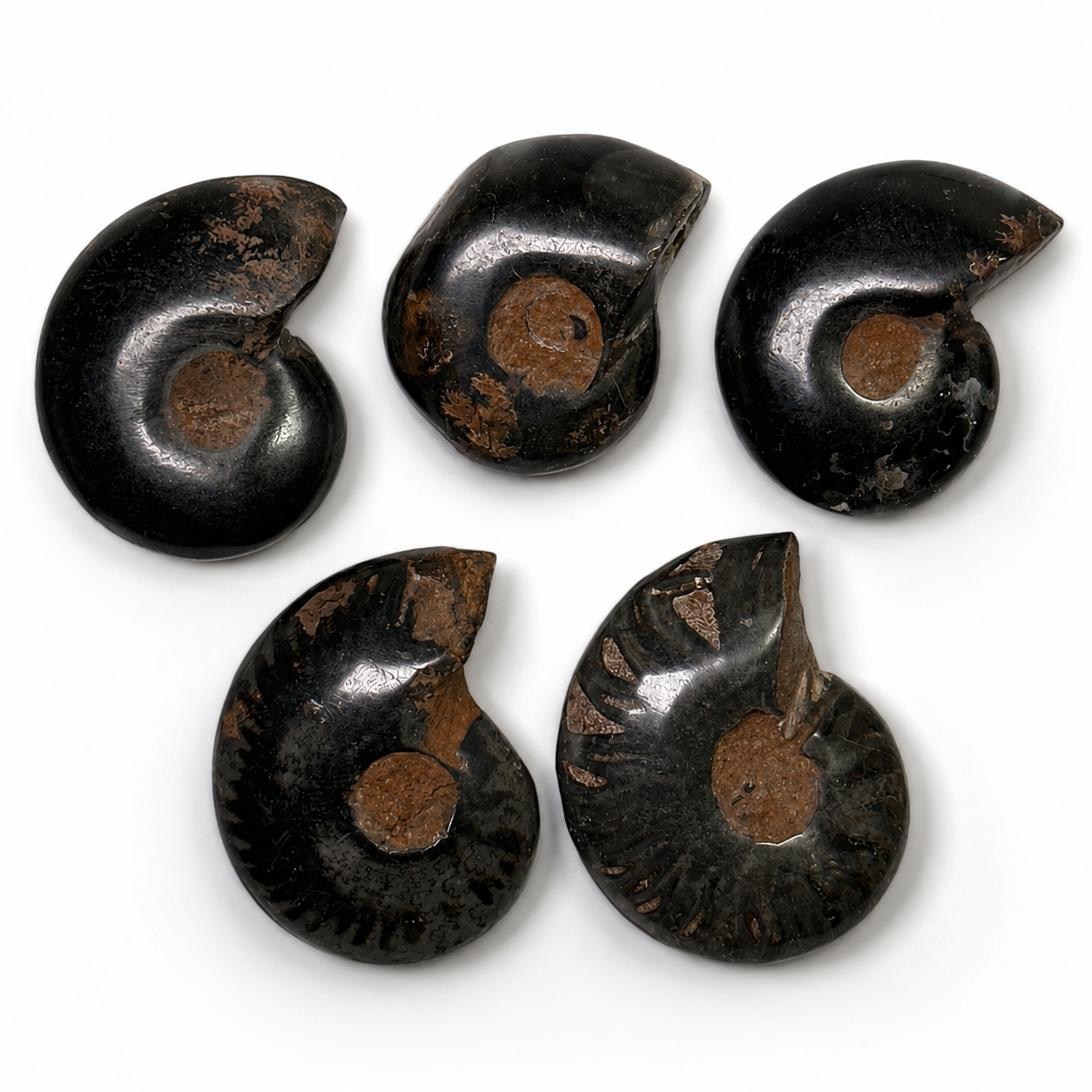 AMMONITE FOSSILE