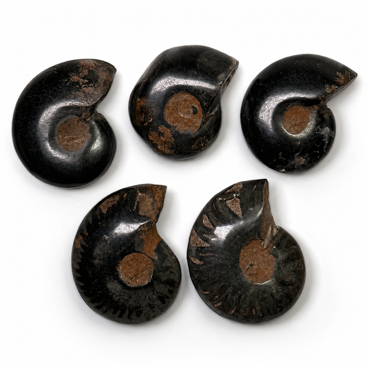 AMMONITE FOSSILE
